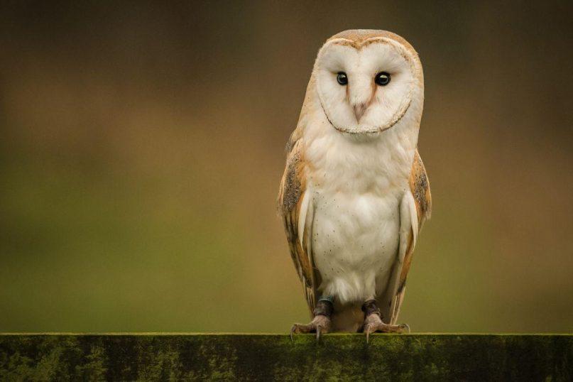 Kodėl sapnuojame pelėdas?