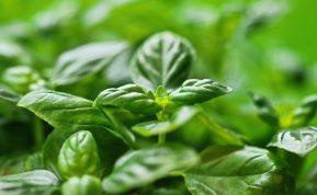 Kodėl verta gaminat maistą naudoti bazilikus: 5 faktai, kurių daugelis žmonių nežino