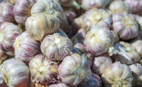 Kodėl verta sodinti žieminius česnakus spalio pabaigoje arba lapkričio pradžioje: nauda, apie kurią sodininkai kalba retai