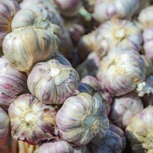 Kodėl verta sodinti žieminius česnakus spalio pabaigoje arba lapkričio pradžioje: nauda, apie kurią sodininkai kalba retai