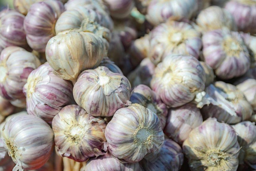 Kodėl verta sodinti žieminius česnakus spalio pabaigoje arba lapkričio pradžioje: nauda, apie kurią sodininkai kalba retai