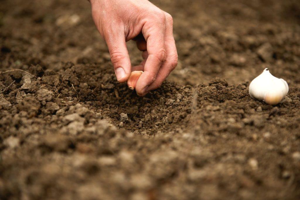 Kodėl verta sodinti žieminius česnakus spalio pabaigoje arba lapkričio pradžioje: nauda, apie kurią sodininkai kalba retai. Kaip tinkamai sodinti žieminį česnaką