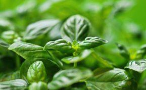 Kodėl verta valgyti bazilikus: medikai nurodė vertingas augalo savybes