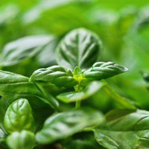 Kodėl verta valgyti bazilikus: medikai nurodė vertingas augalo savybes