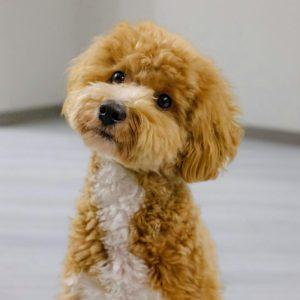 Kokie šunys nesišeria ir neskleidžia stipraus kvapo: 10 veislių, idealiai tinkančių butui