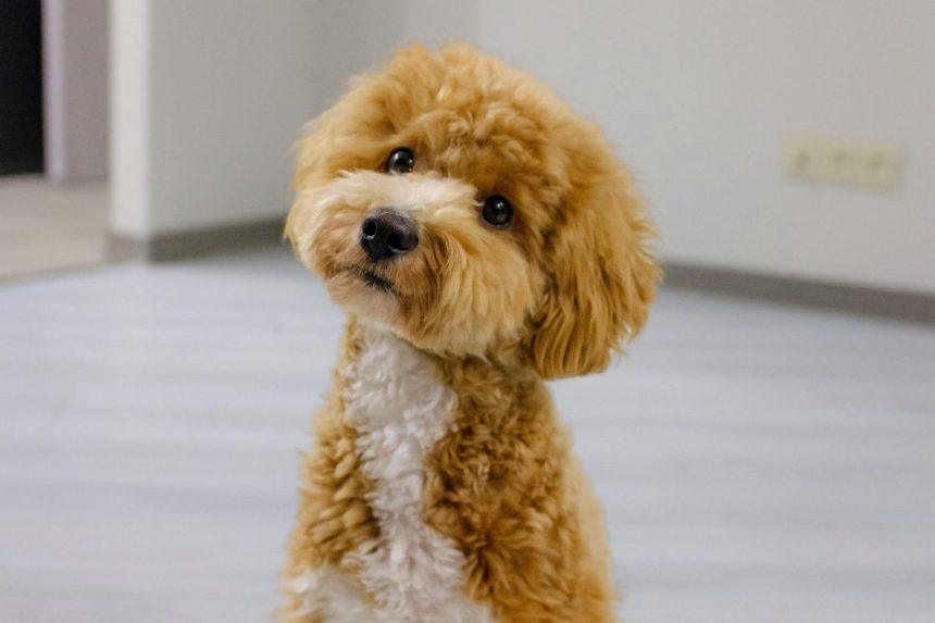 Kokie šunys nesišeria ir neskleidžia stipraus kvapo: 10 veislių, idealiai tinkančių butui