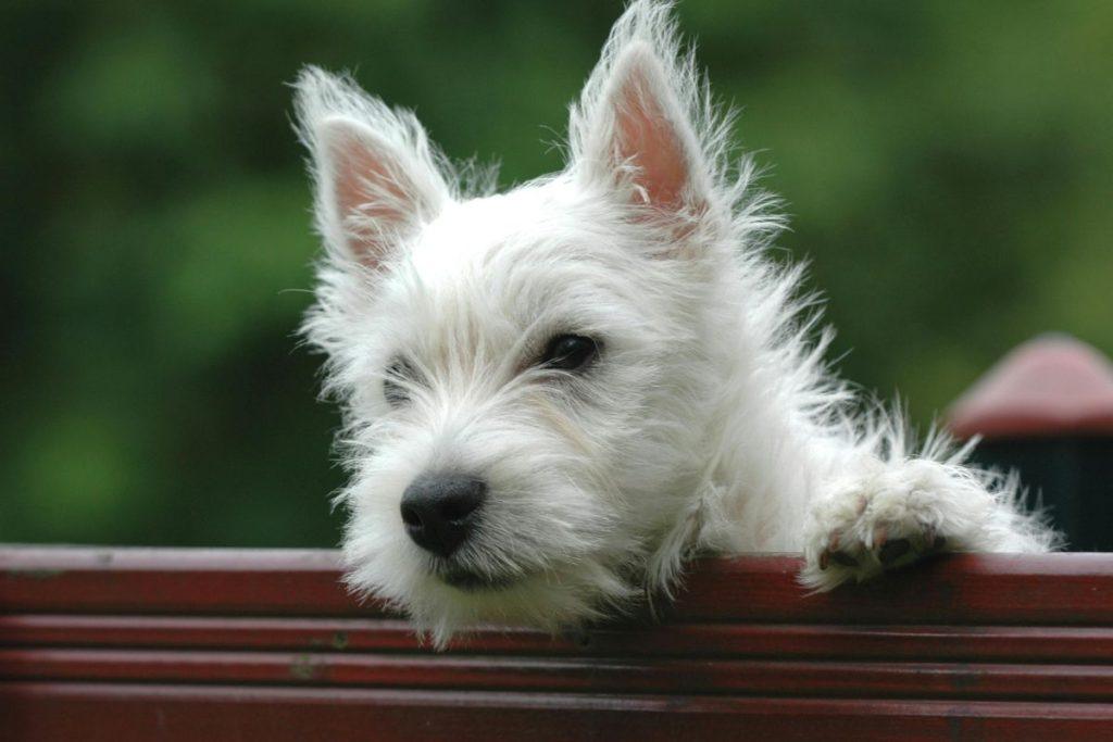 Kokie šunys nesišeria ir neskleidžia stipraus kvapo: 10 veislių, idealiai tinkančių butui. Vakarų škotijos baltasis terjeras