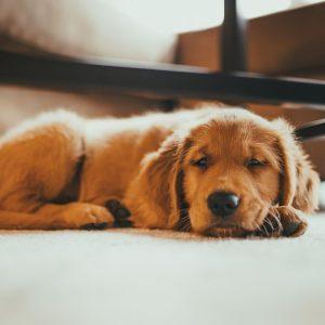 Kokie žmonės neturėtų auginti šuns: ekspertų nuomonė