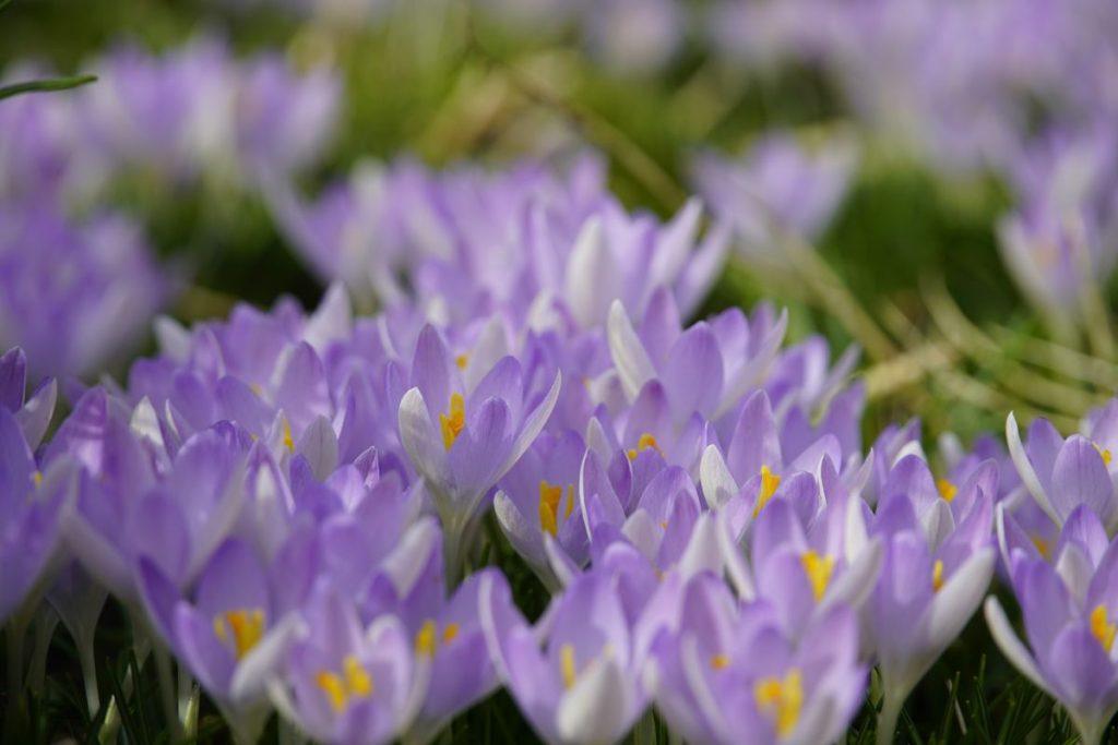 Kokius asmenybės bruožus lemia jūsų gimimo mėnuo? Kovas