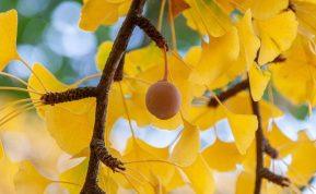 Medis, kuris išgyveno branduolinį Hirošimos sprogimą: tai gyvybės ir ilgaamžiškumo simbolis