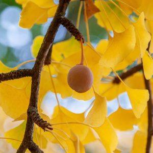 Medis, kuris išgyveno branduolinį Hirošimos sprogimą: tai gyvybės ir ilgaamžiškumo simbolis