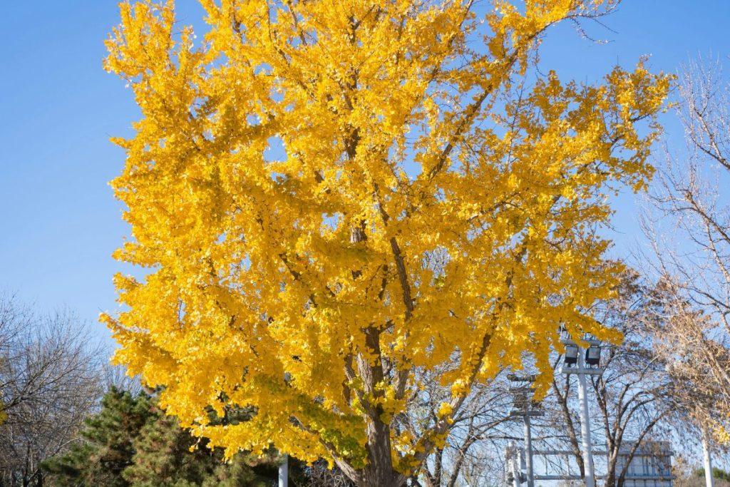 Medis, kuris išgyveno branduolinį Hirošimos sprogimą: tai gyvybės ir ilgaamžiškumo simbolis. Ginkmedis - reliktas iš senovės