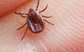 Mokslininkų užfiksuota mirtis nuo erkės: pavojus gali tykoti mėnesius ar net metus