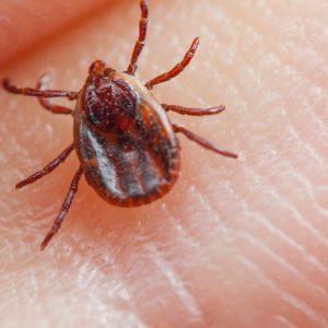 Mokslininkų užfiksuota mirtis nuo erkės: pavojus gali tykoti mėnesius ar net metus