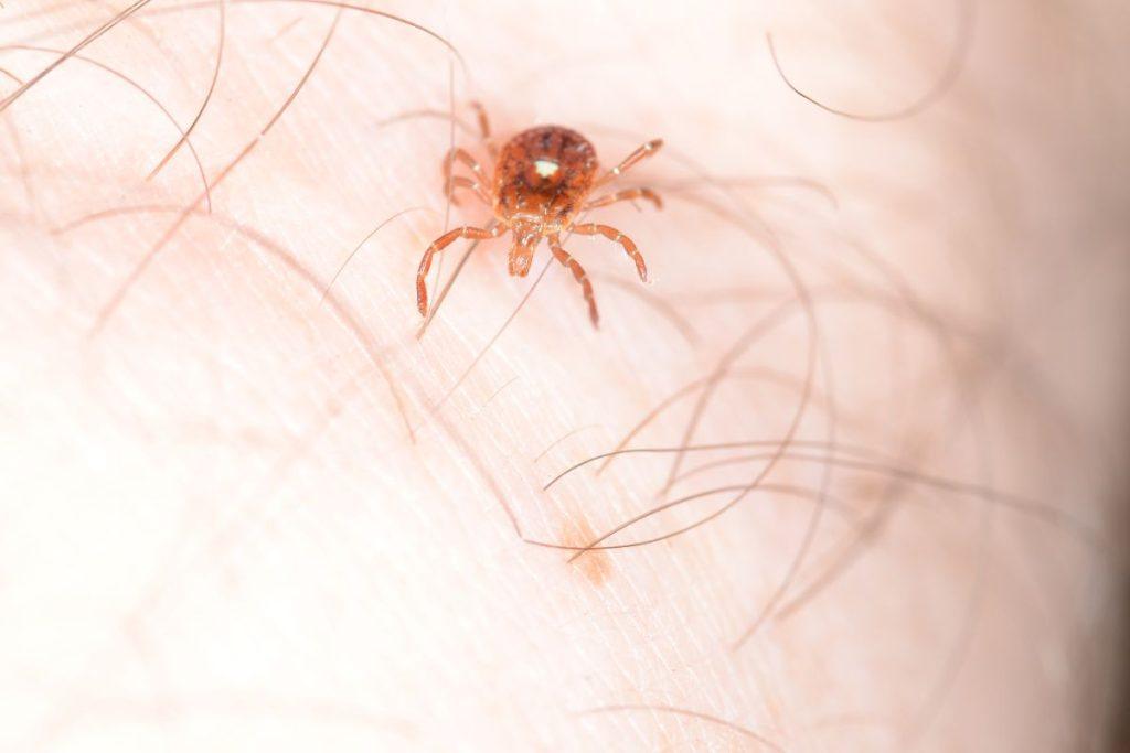 Mokslininkų užfiksuota mirtis nuo erkės: pavojus gali tykoti mėnesius ar net metus. Agresyvioji lone star erkė