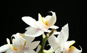 Naminės orchidėjų trąšos. Pora laistymų, ir rezultatas akivaizdus