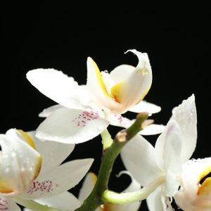 Naminės orchidėjų trąšos. Pora laistymų, ir rezultatas akivaizdus