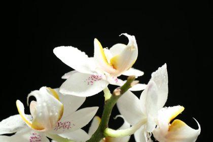 Naminės orchidėjų trąšos. Pora laistymų, ir rezultatas akivaizdus