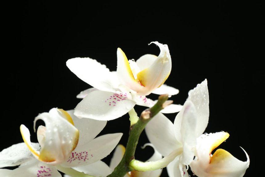 Naminės orchidėjų trąšos. Pora laistymų, ir rezultatas akivaizdus