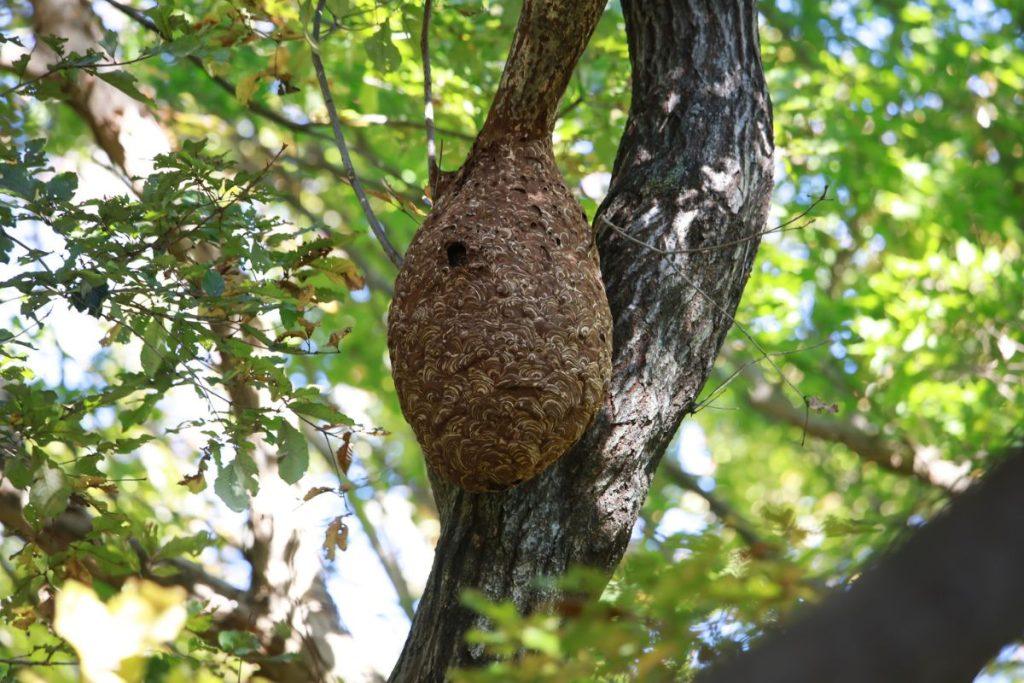 Namuose visi turi šią priemonę, kurią ypač žiemos metu svarbu prisiminti. Širšių lizdui naikinti