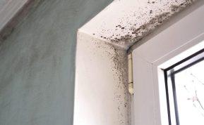 Natūralus būdas kovoti su pelėsiu. Išnyksta vos per 20 minučių be nuodingų chemikalų