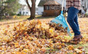 Nukritę lapai: ką su jais daryti ir kokią klaidą daro dauguma sodininkų