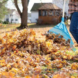 Nukritę lapai: ką su jais daryti ir kokią klaidą daro dauguma sodininkų