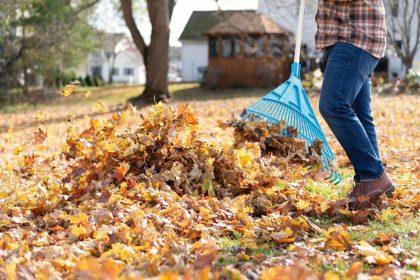 Nukritę lapai: ką su jais daryti ir kokią klaidą daro dauguma sodininkų