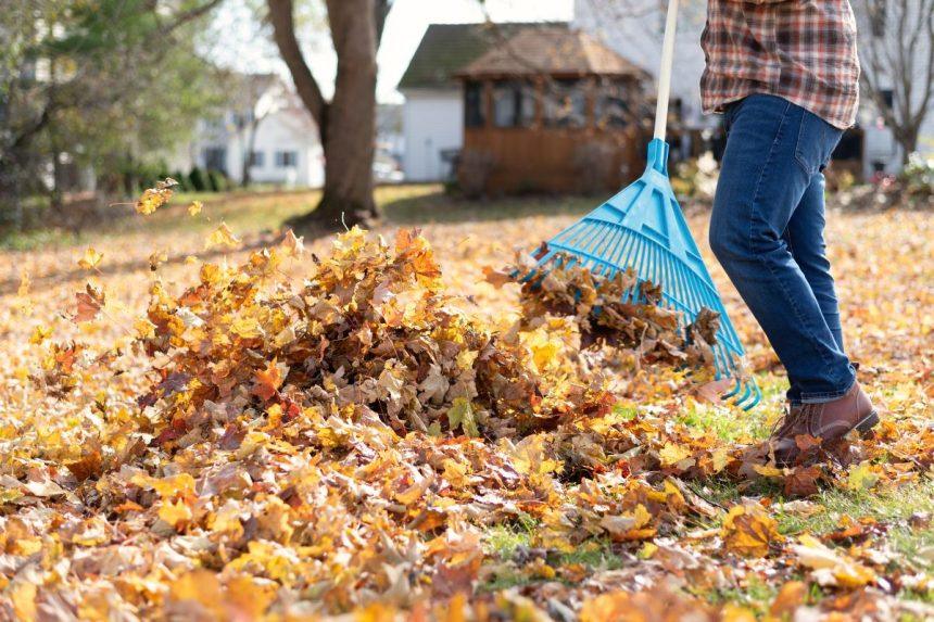 Nukritę lapai: ką su jais daryti ir kokią klaidą daro dauguma sodininkų
