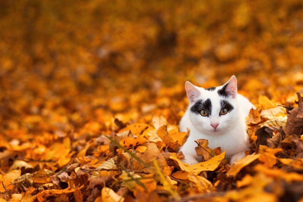 Nukritę lapai – tai ne šiukšlės, o vertinga trąša