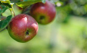 Obuoliai be dėmių: natūralus būdas apsaugoti obelis nuo rauplės, nenaudojant karbamido