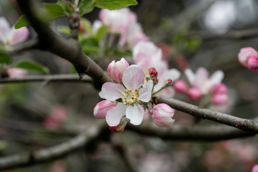 Obuoliai be dėmių: natūralus būdas apsaugoti obelis nuo rauplės, nenaudojant karbamido. Purškimo rekomendacijos