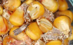 Paprastas ir nebrangus būdas, padėsiantis atsikratyti maistinių kandžių: sustabdykite šį kenkėją!