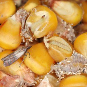 Paprastas ir nebrangus būdas, padėsiantis atsikratyti maistinių kandžių: sustabdykite šį kenkėją!