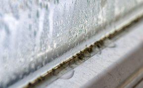 Pasinaudokite šio pigiausio produkto galia ir atsisveikinkite su pelėsiu ant palangės!