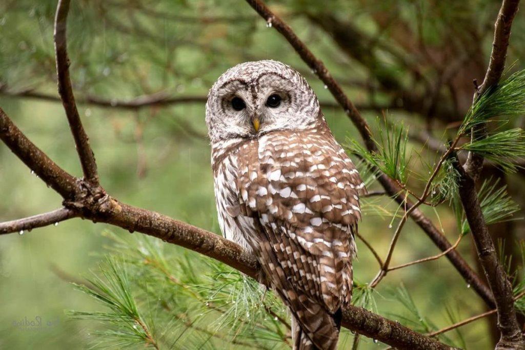 Pasirinkite simbolį ir išsiaiškinkite, koks jūsų vaidmuo gyvenime. Simbolis - išminčius