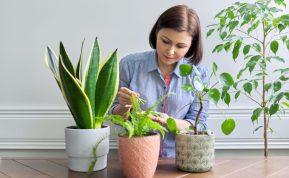 Pelenai ar kava? Šis klaidingas kambarinių augalų tręšimas garantuoja šaknų nudegimą