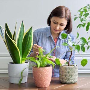 Pelenai ar kava? Šis klaidingas kambarinių augalų tręšimas garantuoja šaknų nudegimą