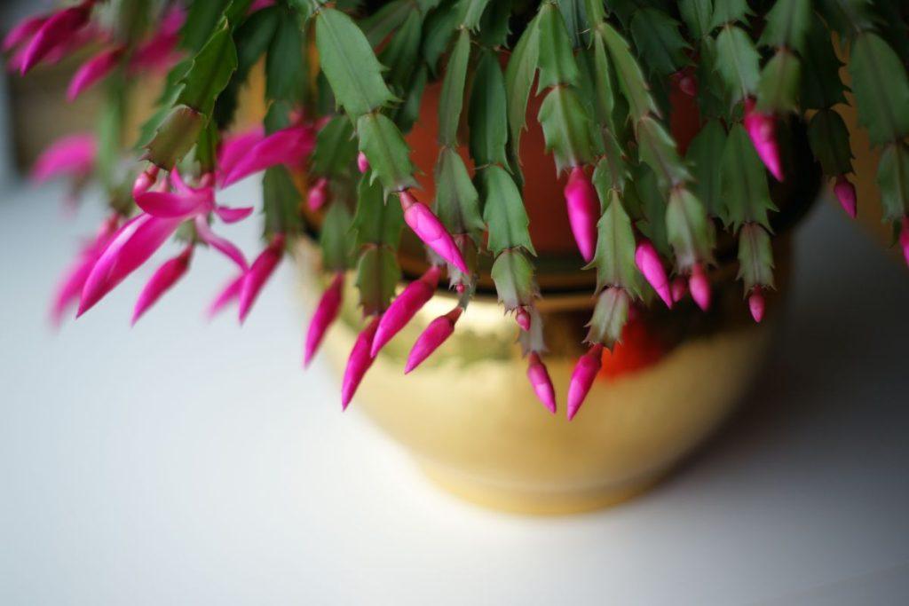 Prabangus Kalėdinis kaktusas. Pasinaudokite šiais patarimais ir jis kraus žiedus vieną po kito. Kelios taisyklės prižiūrint kalėdinį kaktusą