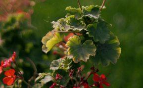 Pradėjo džiūti pelargonijos lapai? Sužinokite, ką daryti!