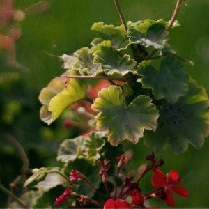 Pradėjo džiūti pelargonijos lapai? Sužinokite, ką daryti!