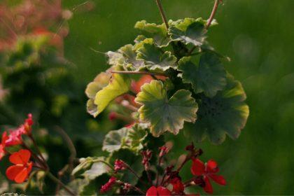 Pradėjo džiūti pelargonijos lapai? Sužinokite, ką daryti!