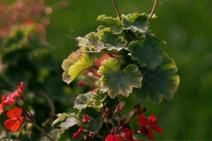 Pradėjo džiūti pelargonijos lapai? Sužinokite, ką daryti!