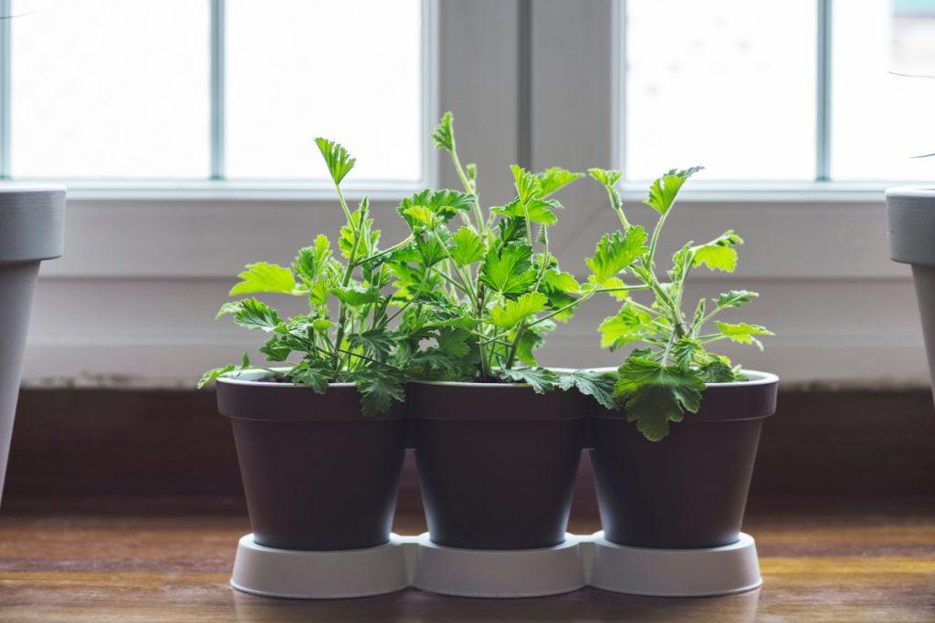 Pradėjo džiūti pelargonijos lapai? Sužinokite, ką daryti! Kaip išsaugoti pelargonijas žiemą