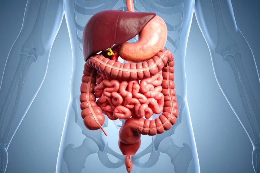Prebiotikai ar probiotikai: kas geriau žarnyno sveikatai