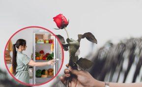 Rožių daiginimas šaldytuve. Vienu metu galite turėti net 30 daigų!