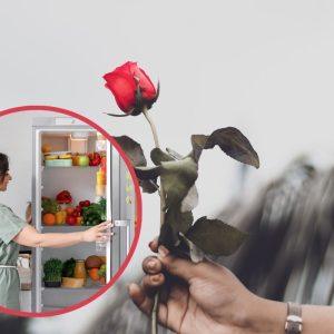 Rožių daiginimas šaldytuve. Vienu metu galite turėti net 30 daigų!