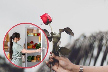 Rožių daiginimas šaldytuve. Vienu metu galite turėti net 30 daigų!