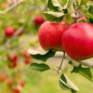 Rudeninė vaismedžių priežiūra be chemijos – šis mišinys sustiprins medžius iki pavasario