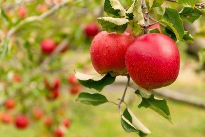 Rudeninė vaismedžių priežiūra be chemijos – šis mišinys sustiprins medžius iki pavasario